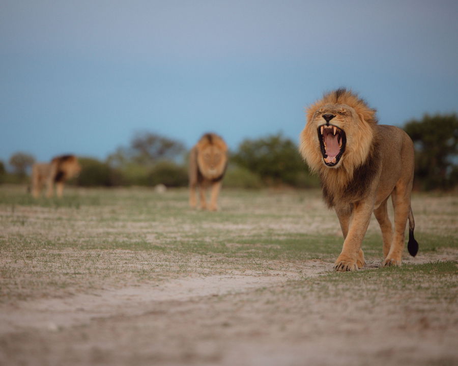 male lions on the plains of the Okavango delta by Belmond Eagle Island Lodge