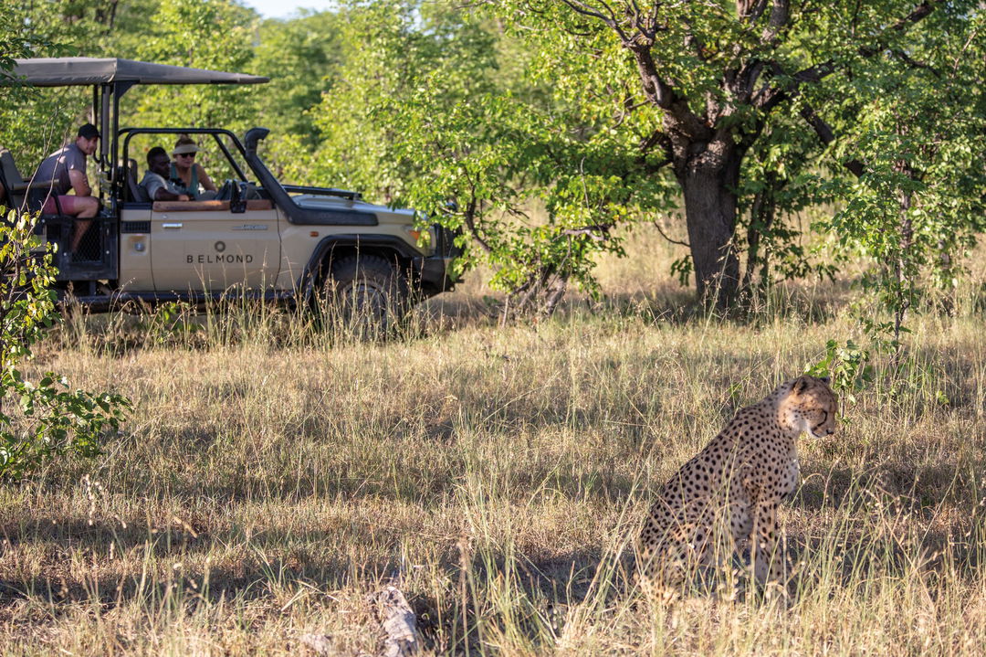 cheetah with game drive vehicle sighted by Belmond Eagle Island Lodge
