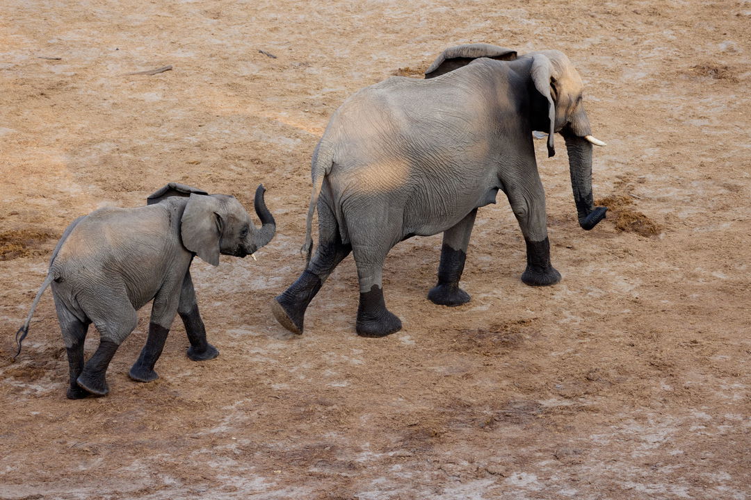 two elephant filmed from above in front of Belmond Safaris Savute Elephant lodge Botswana