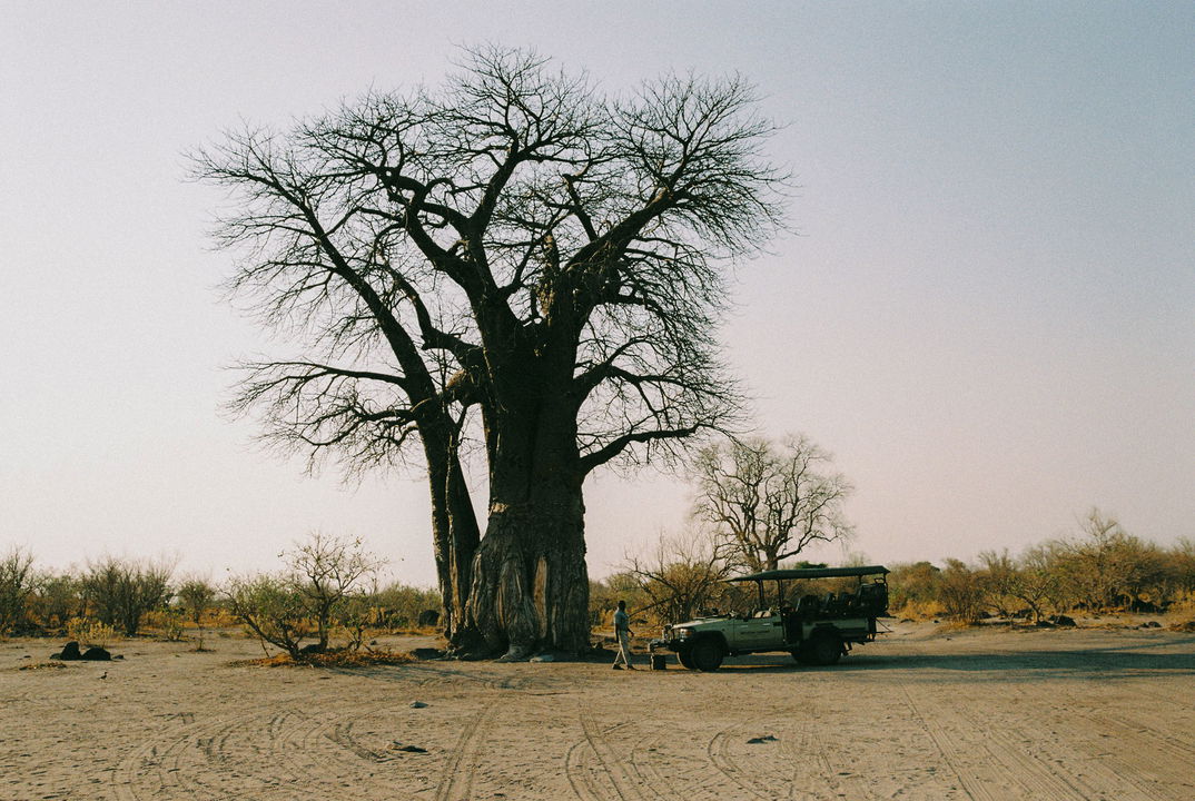 big baobab tree with safari vehicle parked underneath ay Savute elephant lodge Belmond
