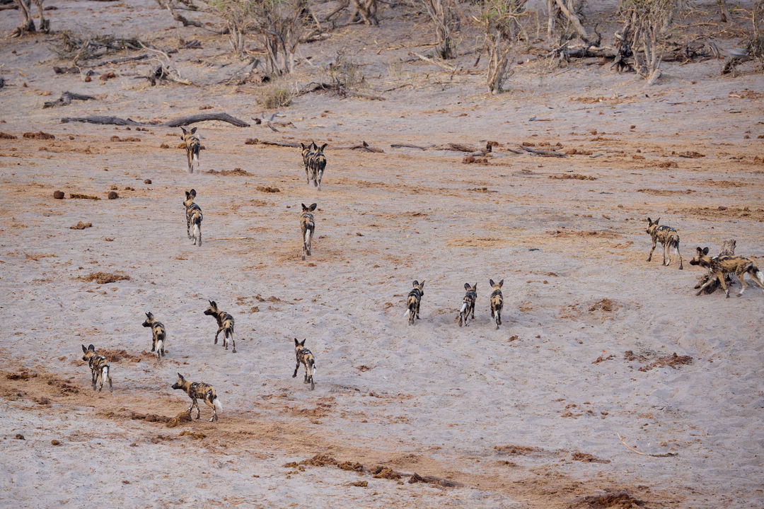 aerial view of a pack of wild dogs on the Okavango delta plains at Belmond Safaris Savute Elephant lodge Botswana