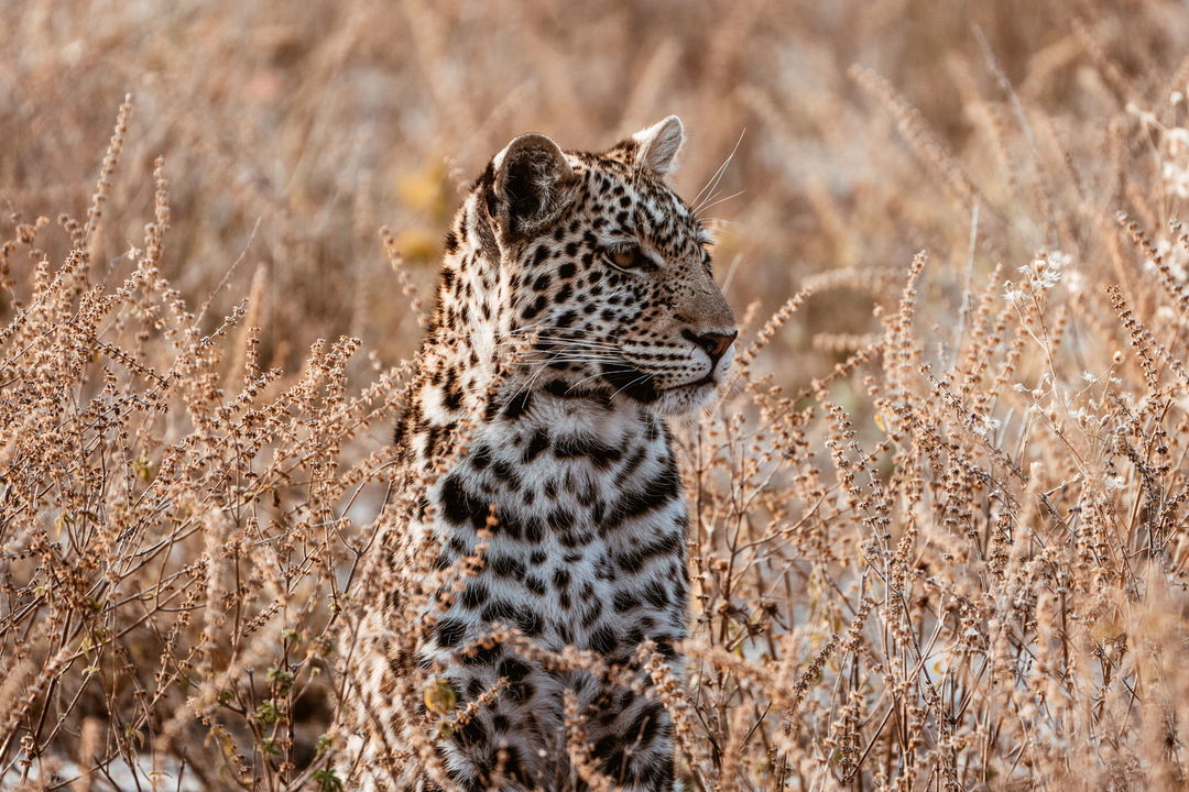 leopard sitting in grass Savute elephant lodge Belmond
