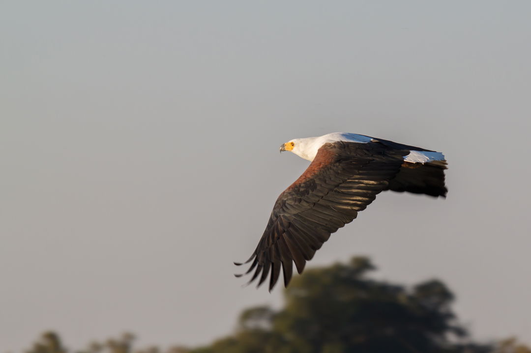 fish eagle in flight at Savute elephant lodge Belmond