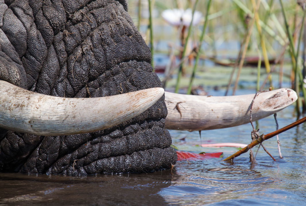 elephant trunk and tusks in water at Savute elephant lodge Botswana