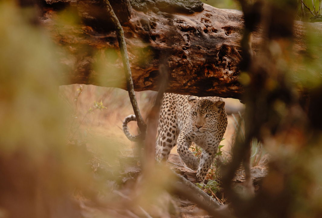 leopard lurking under a branch at Savute elephant lodge Botswana