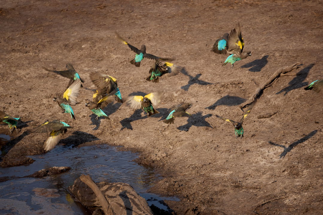 bee eater birds in a flock by Savute elephant lodge Botswana