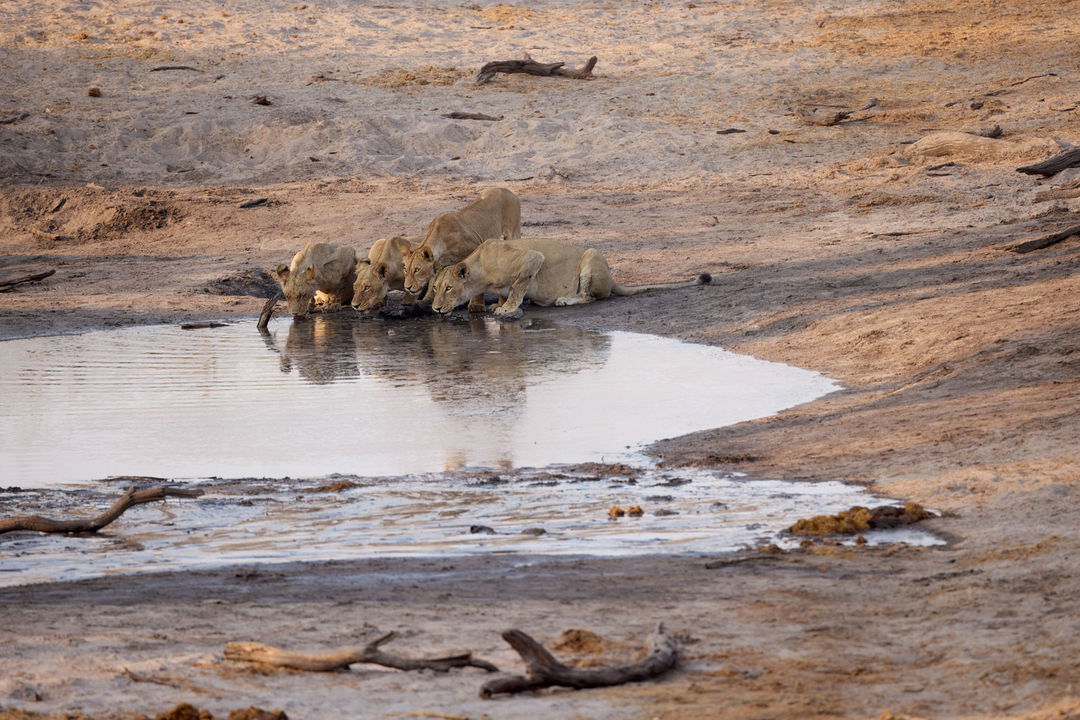 lions drinking at waterhole in front of Savute elephant lodge Botswana