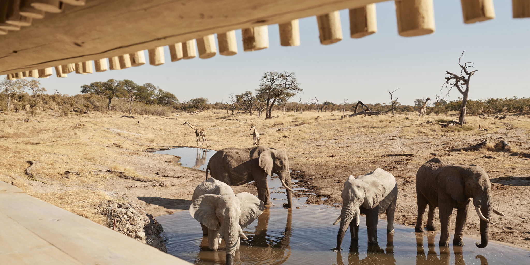 herd of elephants drinking water in front of viewing deck at Savute elephant lodge Botswana