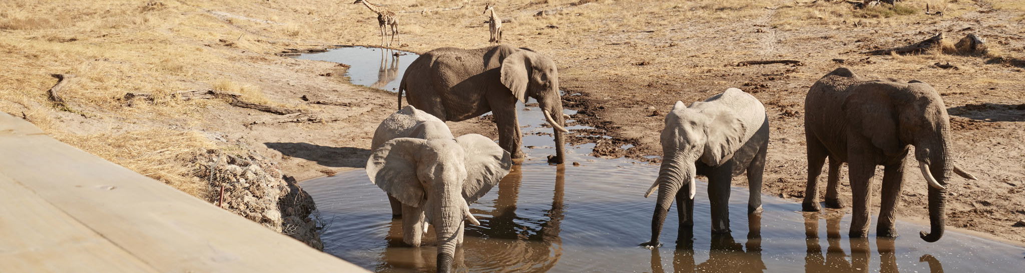 herd of elephants drinking water in front of viewing deck at Savute elephant lodge Botswana