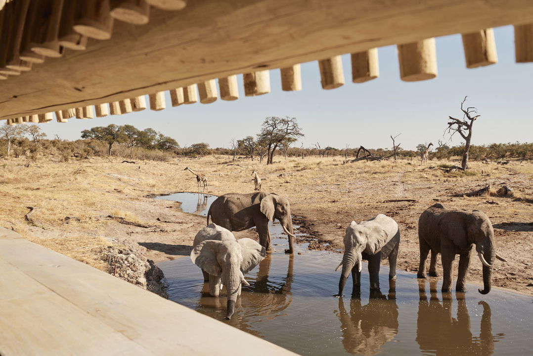 herd of elephants drinking water in front of viewing deck at Savute elephant lodge Botswana