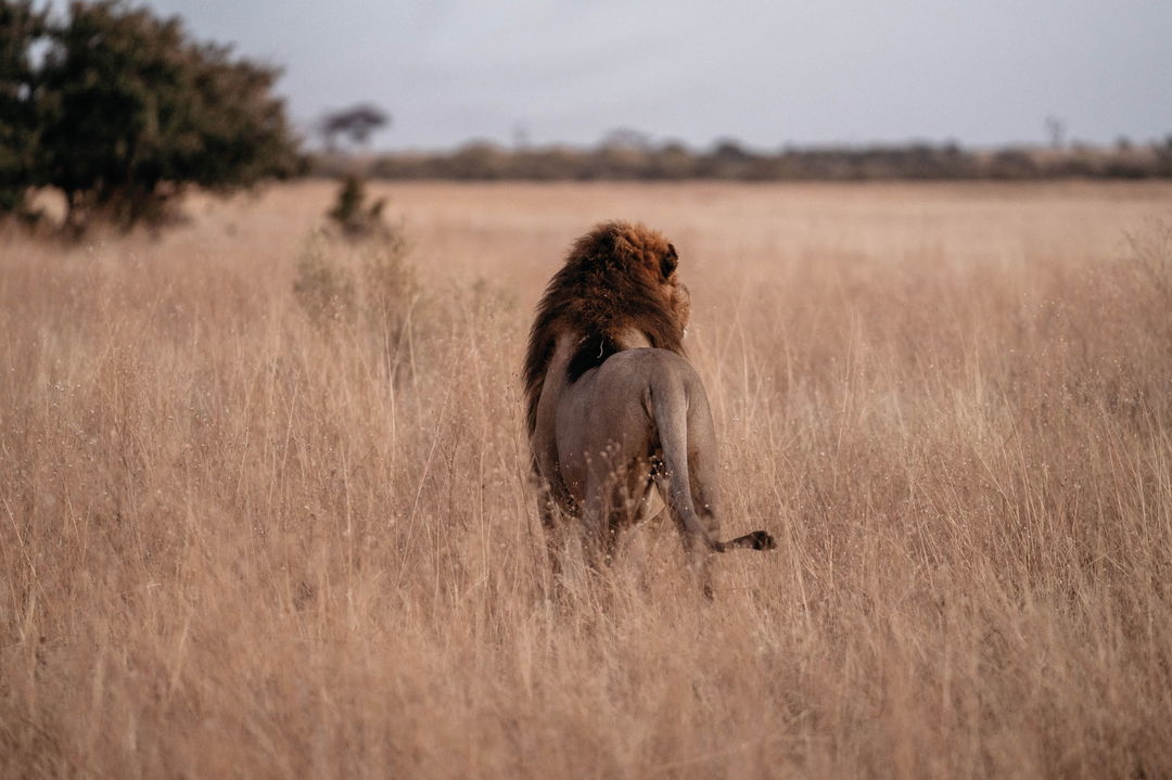lion in tall grass facing away at Savute elephant lodge Belmond