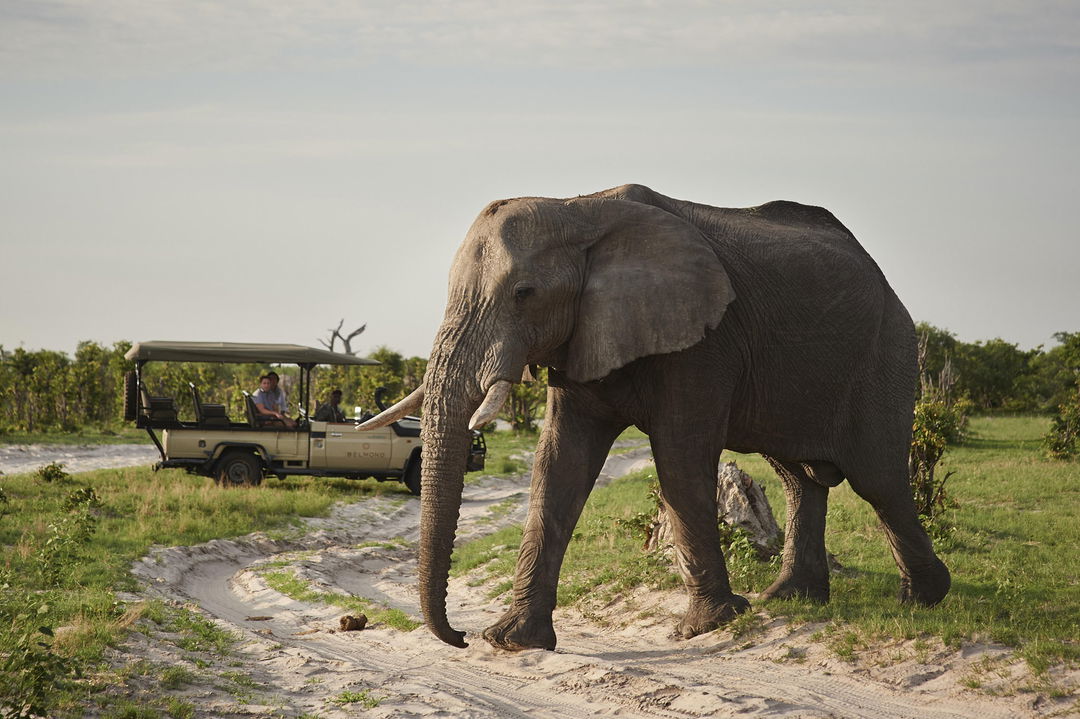 lone elephant bull walking past safari vehicle in background at Savute elephant lodge Botswana