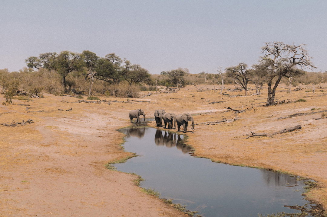 distant elephants at water hole by Savute elephant lodge Botswana