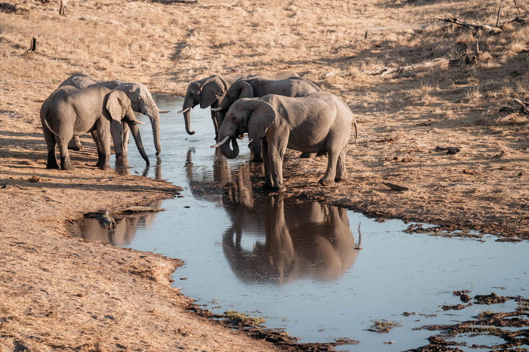 elephants drinking at waterhole in front of Savute elephant lodge Belmond