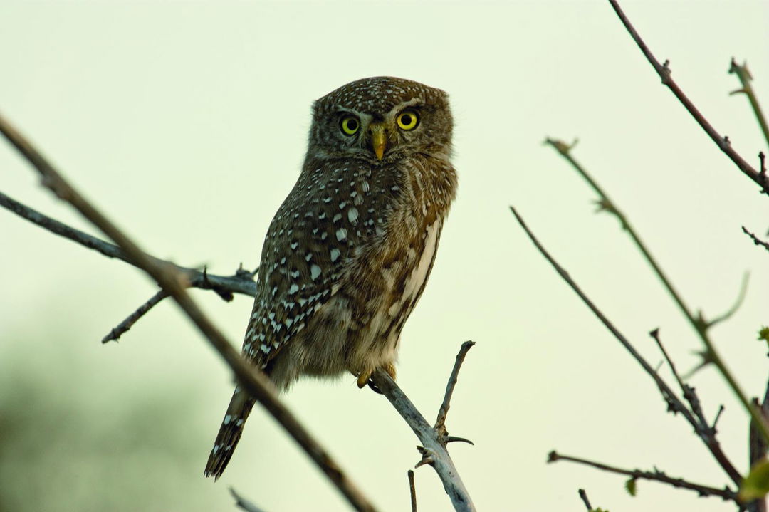 owl on a branch looking at camera at Savute elephant lodge Belmond