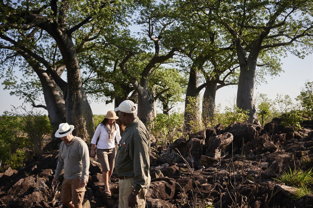 walking safari with guide and guests under baobab trees at Savute elephant lodge Belmond