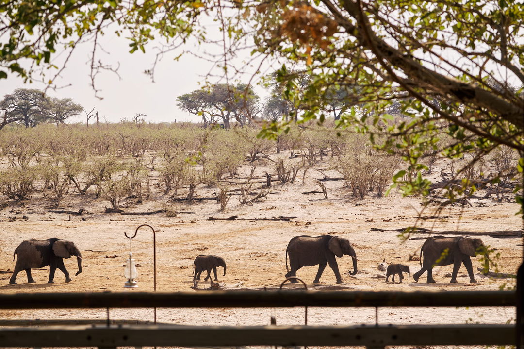 elephants in front of lodge at Savute elephant lodge Belmond