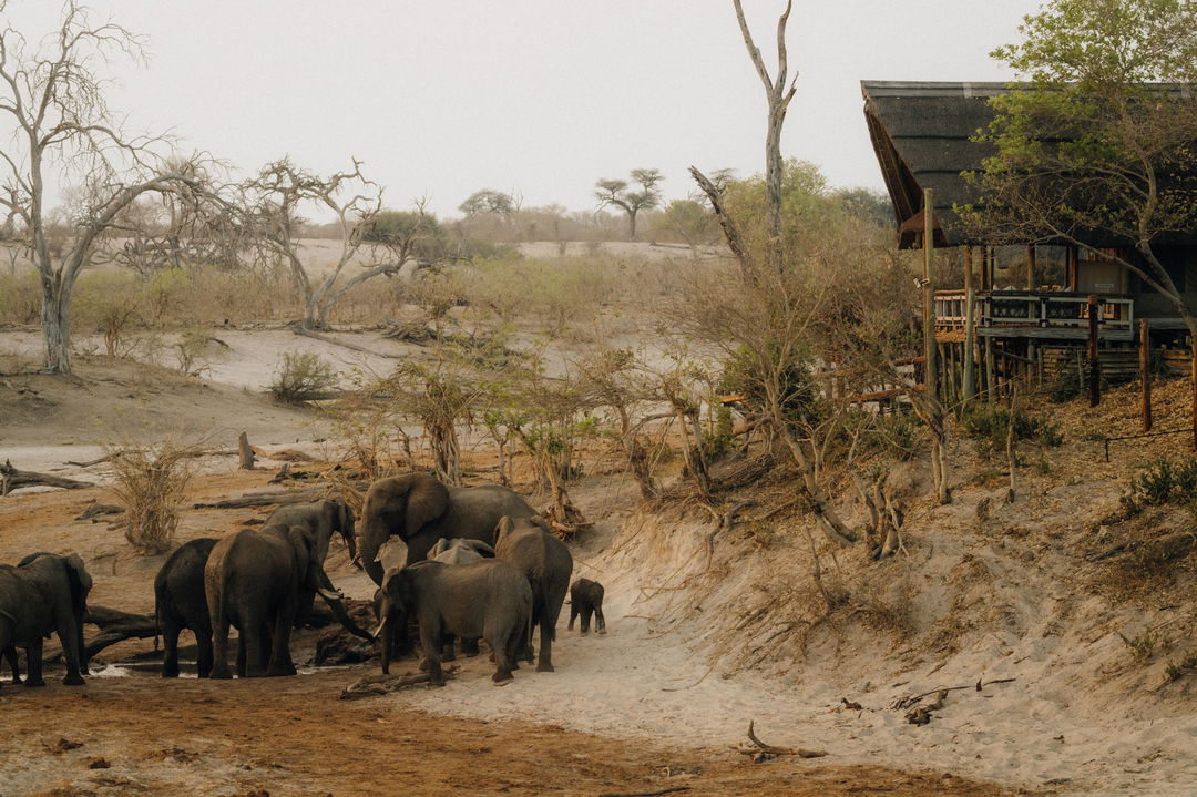 herd of elephants by water hole at Savute elephant lodge Belmond