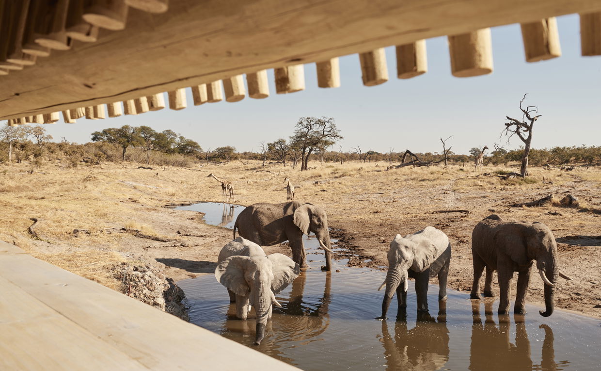 herd of elephant drinking water in front of viewing deck at Savute elephant lodge Botswana