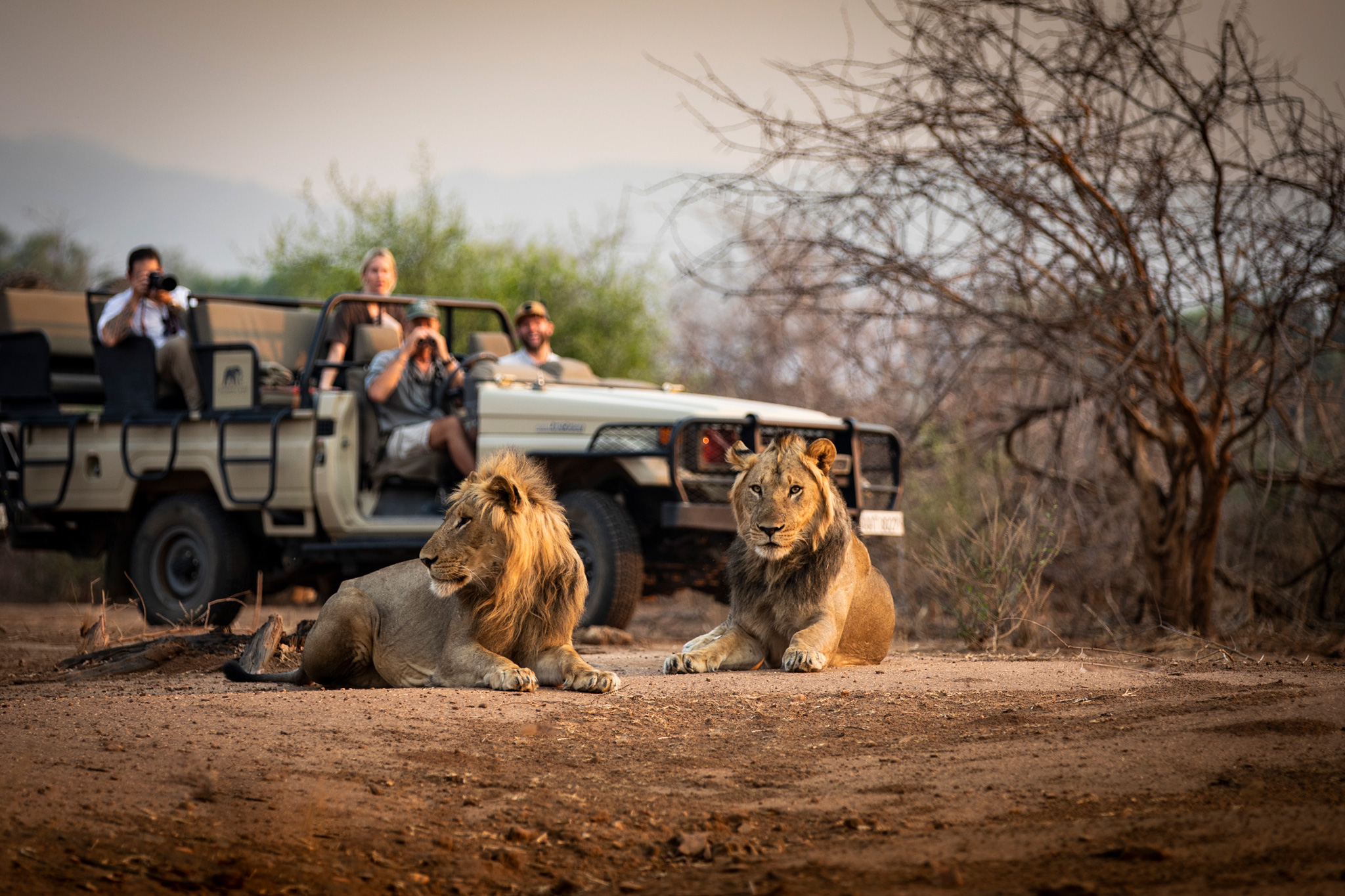 lions lying in front of safari vehicle by chiawa safaris zambia