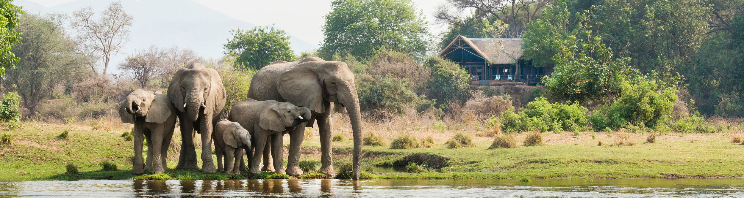 elephant herd in river in front of Chiawa camp in Zambia