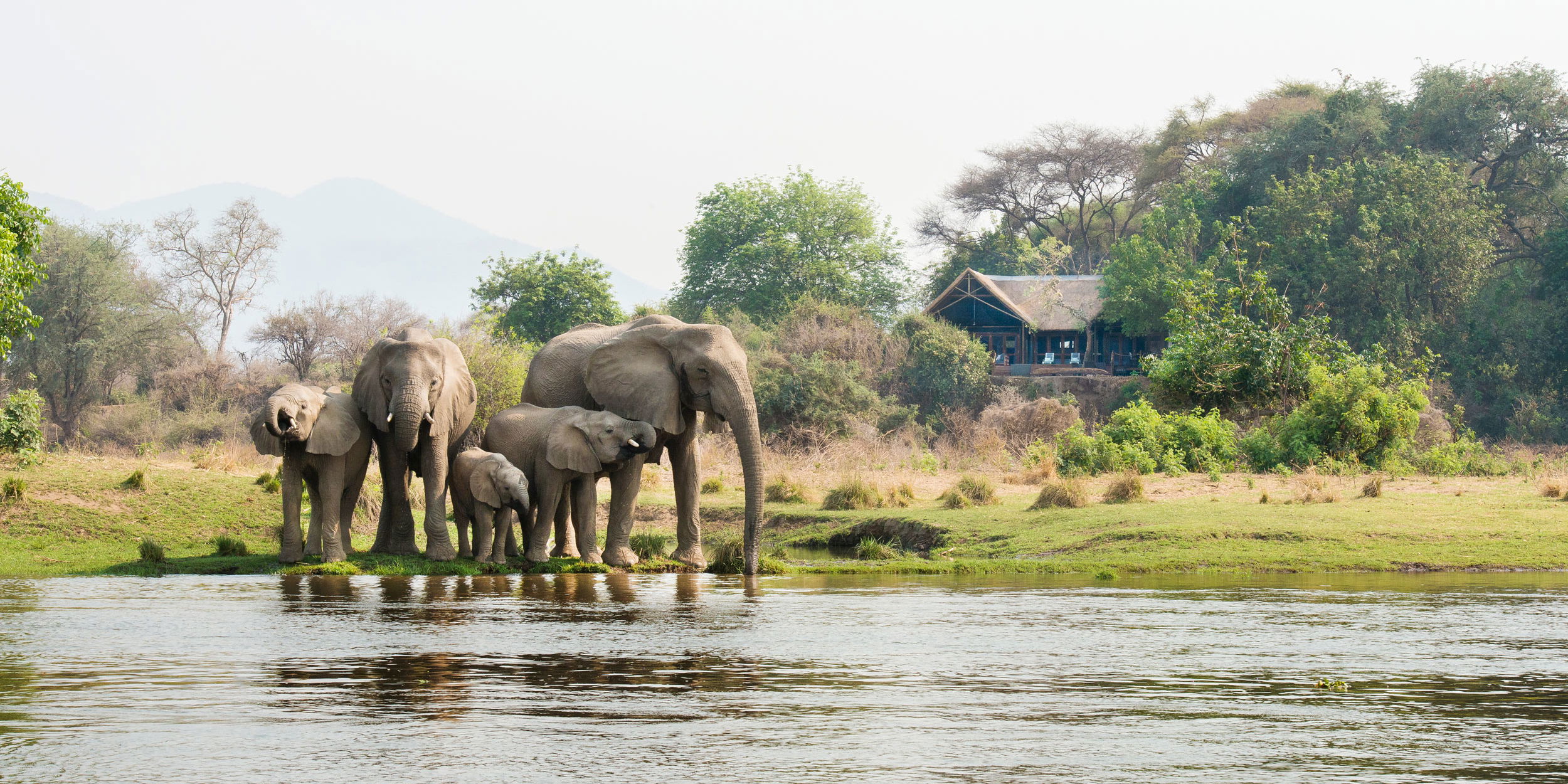 elephant herd in river in front of Chiawa camp in Zambia