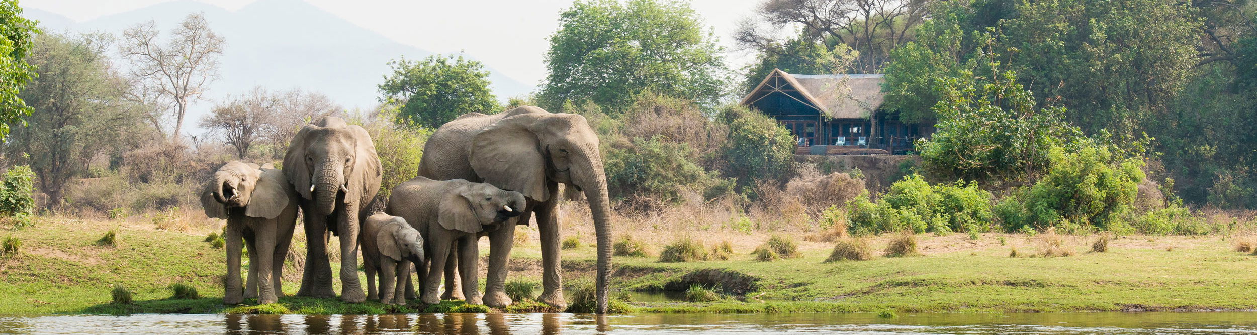 elephant herd in river in front of Chiawa camp in Zambia