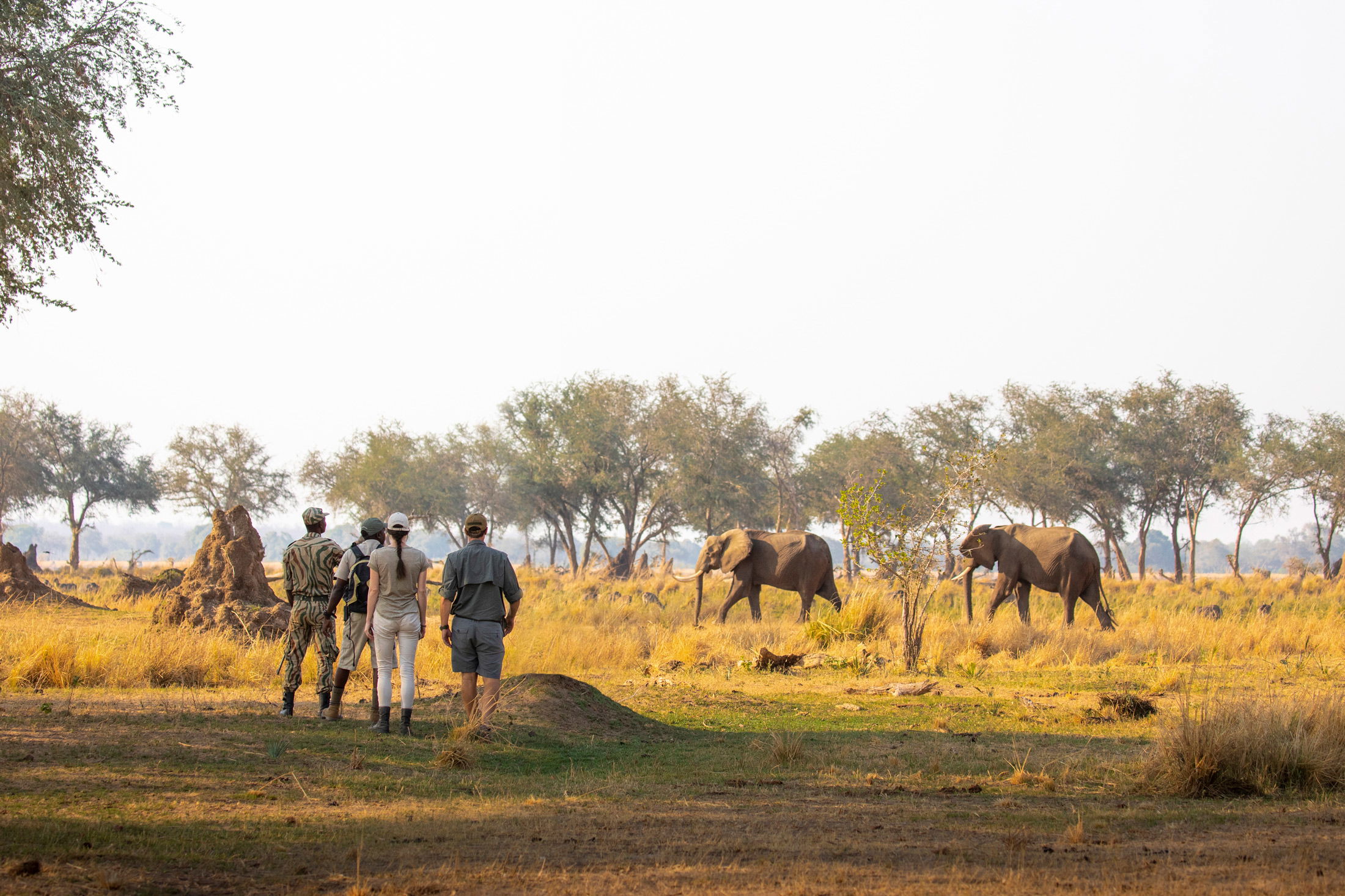 guests with rangers on walking safari looking at elephants close by
