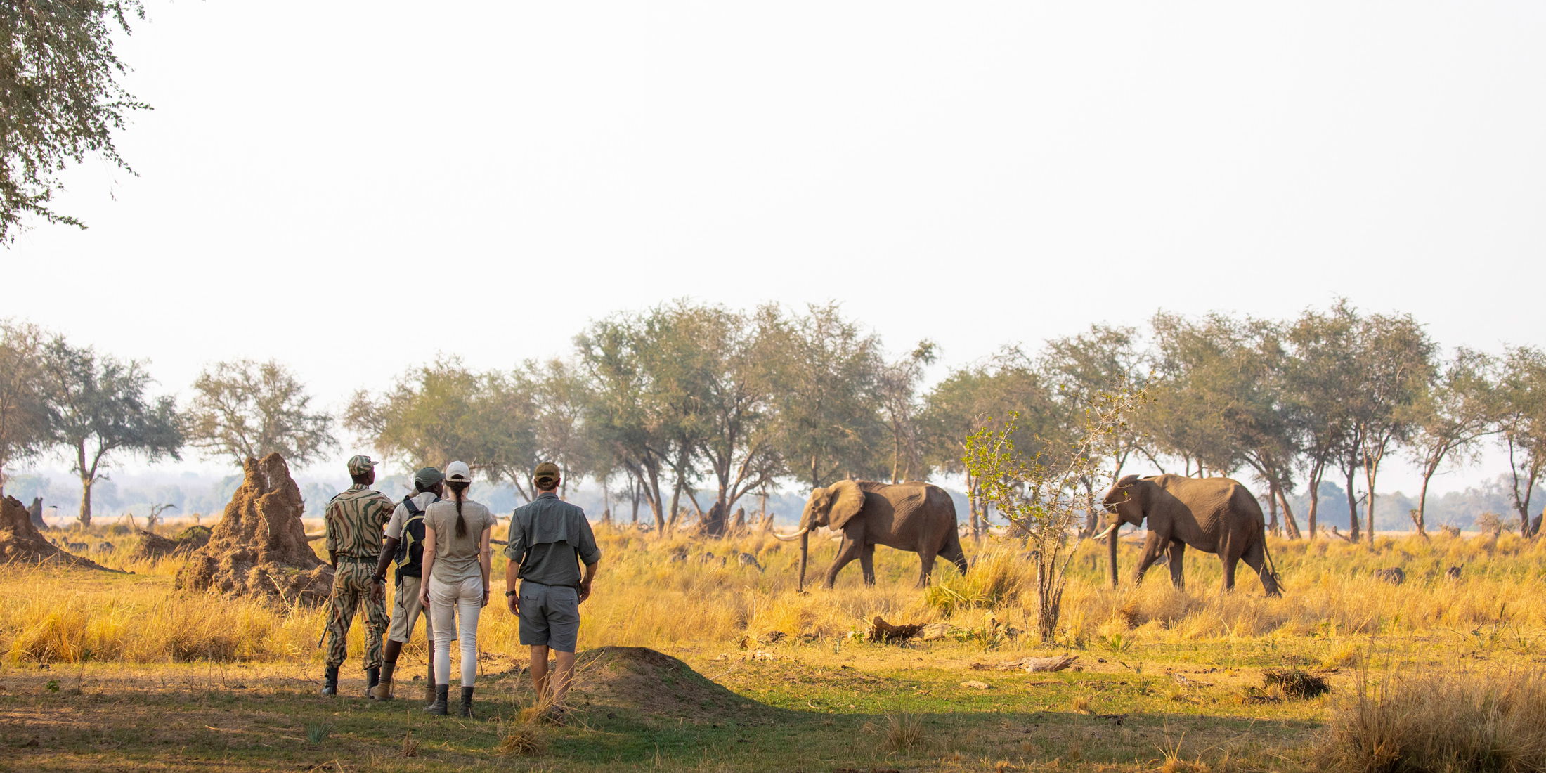 guests with rangers on walking safari looking at elephants close by