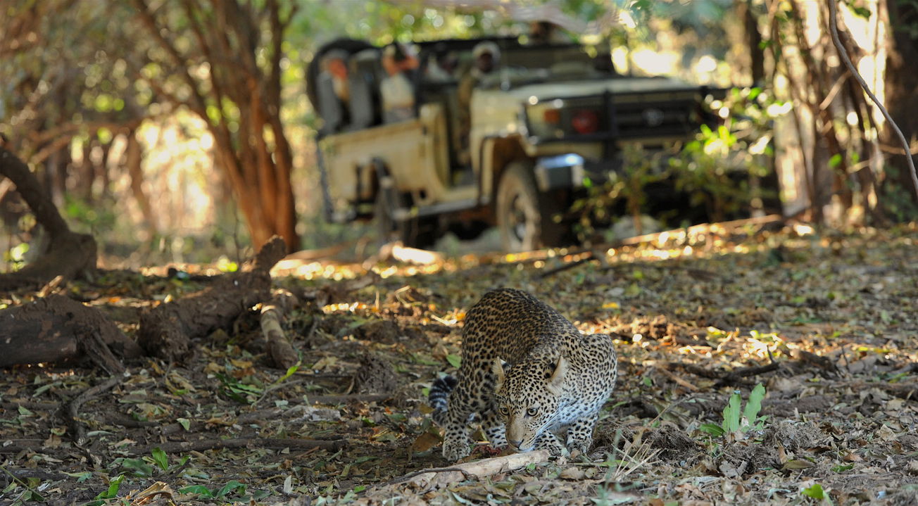 leopard forraging under tree in front of safari vehicle by Chichele Presidential Camp Zambia
