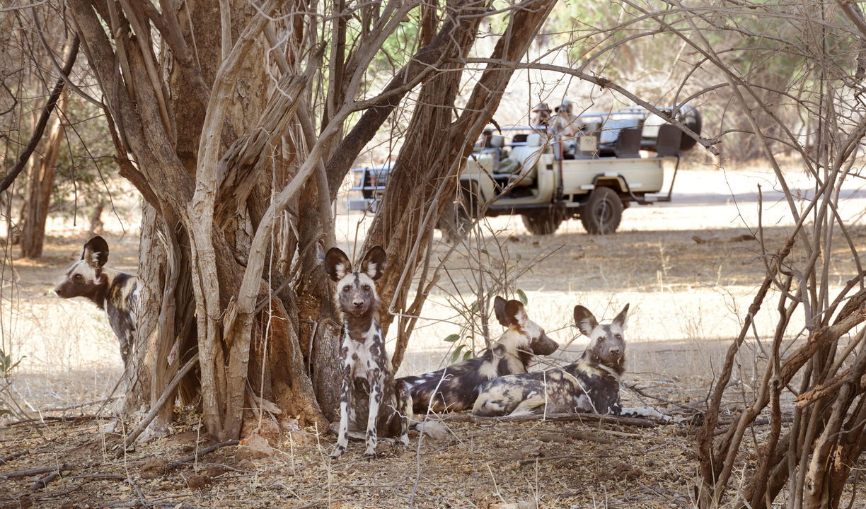 wild dogs under a tree with safari vehicle behind by Chichele Presidential Camp Zambia