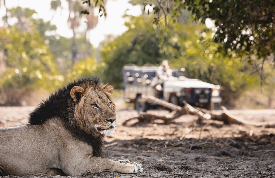 big male lion under tree with safari vehicle behind at Chichele Presidential Camp Zambia