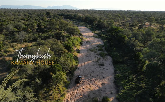 The Thornybush Collection  