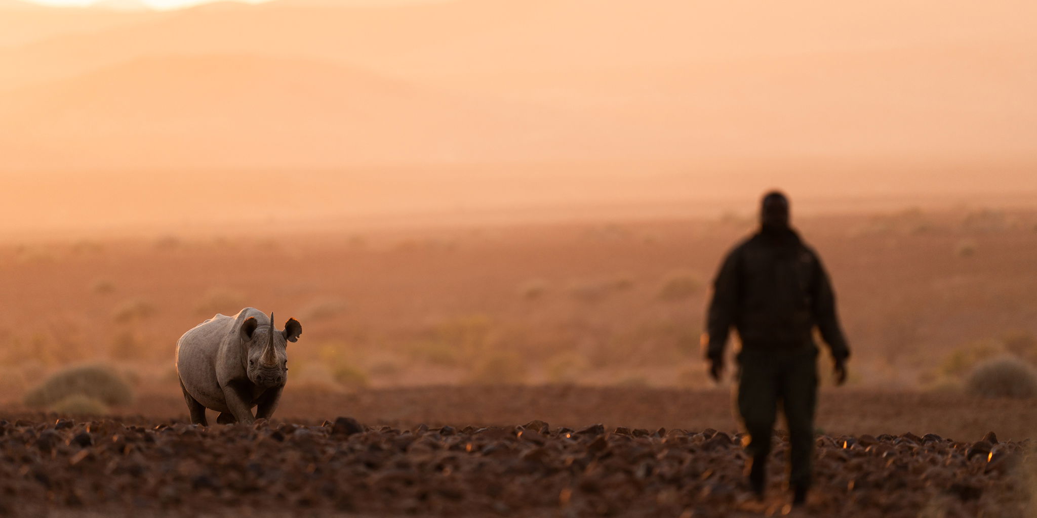 man looking at black rhino at desert rhino camp wilderness Namibia 