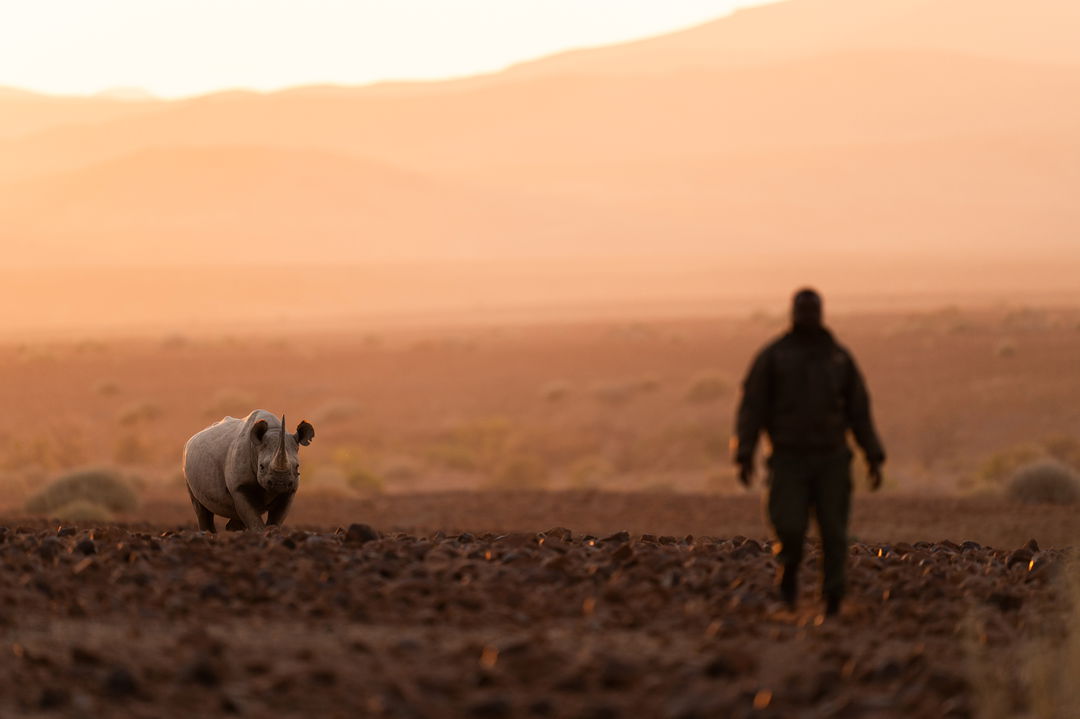 man looking at black rhino at desert rhino camp wilderness Namibia 