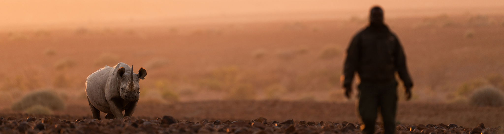 ranger looking at black rhino in desert in Namibia