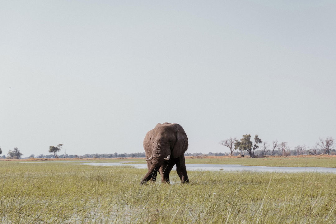 elephant in the short grass of the Okavango delta at Eagle Island Lodge