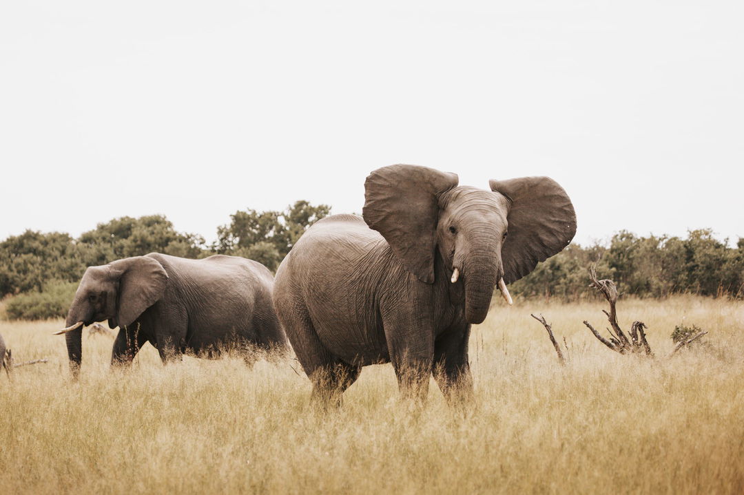 elephants looking at camera at Vumbura Plains Camp Wilderness Okavango Delta
