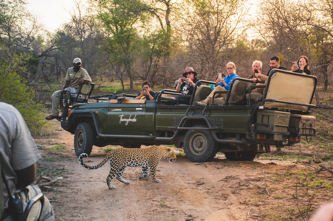 game drive safari vehicle with guests looking at leopard next to it in Thornybush Reserve