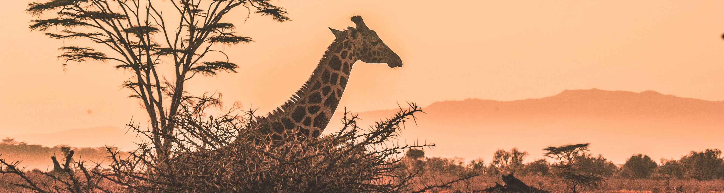 Giraffe in bush at sunset kruger national park with mountain in background