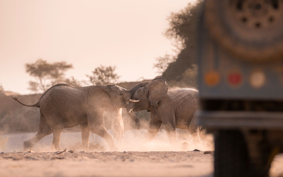 two young elephants fighting with safari vehicle onlooking at Hoanib camp Namibia