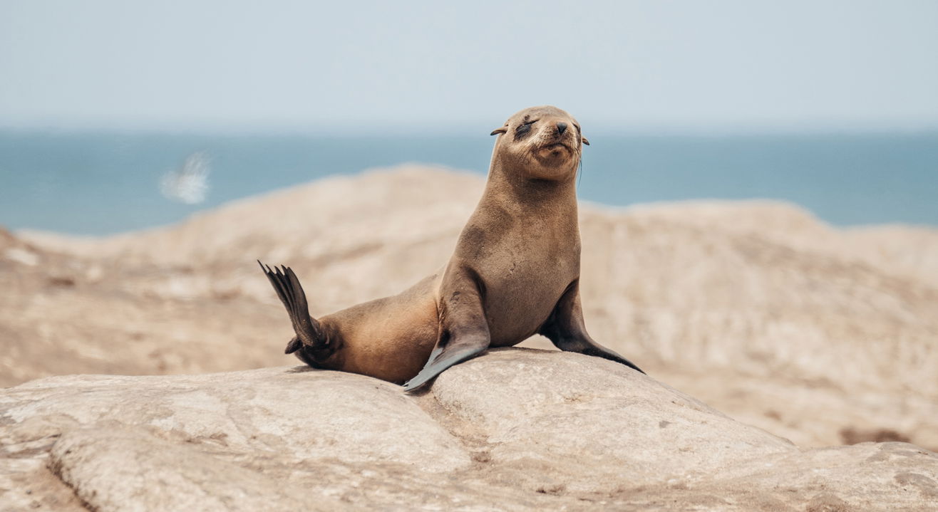 cape fur seal on a rock at Hoanib camp wilderness Namibia 