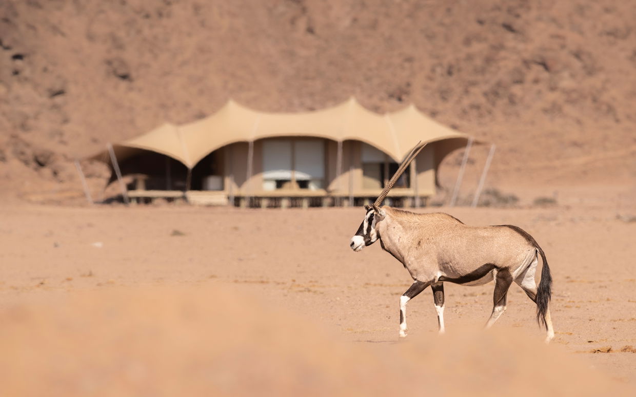oryx in fron of tented camp at hoanib lodge namibia