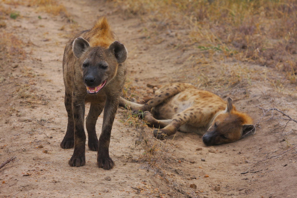 hyena walking in road and one lying down at kruger national park