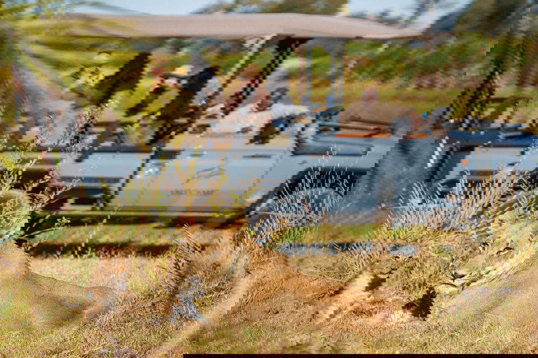 lioness and cub lying down on outcrop in delta with safari vehicle and guests in background looking on and filming