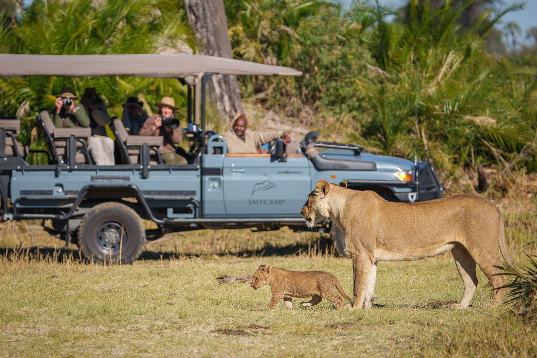 lioness and cub walking in short grass with safari vehicle and guests in background looking on and filming