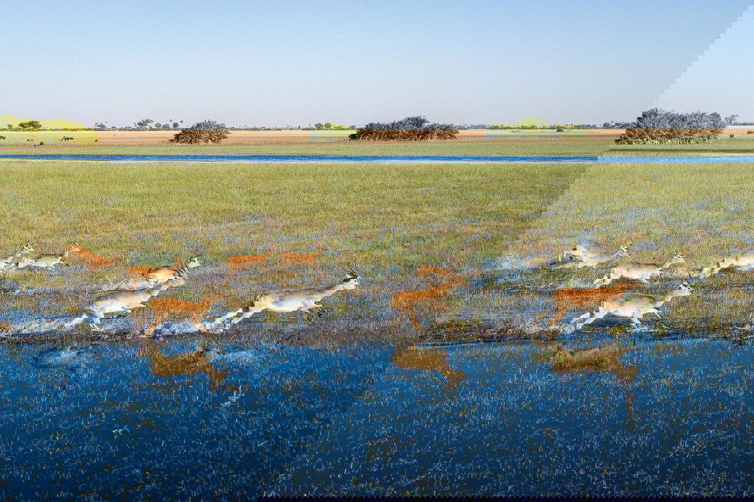 aerial view of antelopes running in water at Jao Camp Wilderness Okavango Delta Botswana