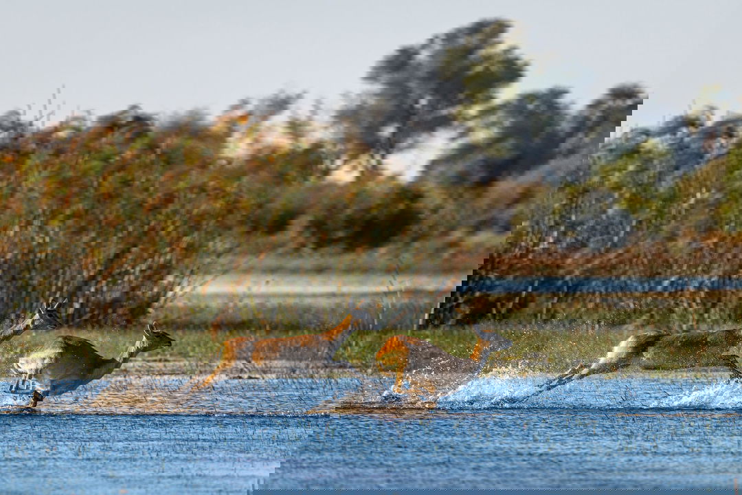 antelopes running in water at Jao Camp Wilderness Okavango Delta Botswana