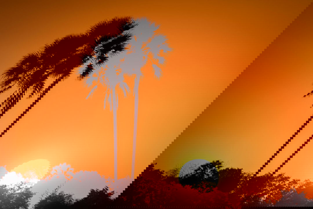 sun setting behind palm trees at Jao Camp Wilderness Okavango Delta Botswana