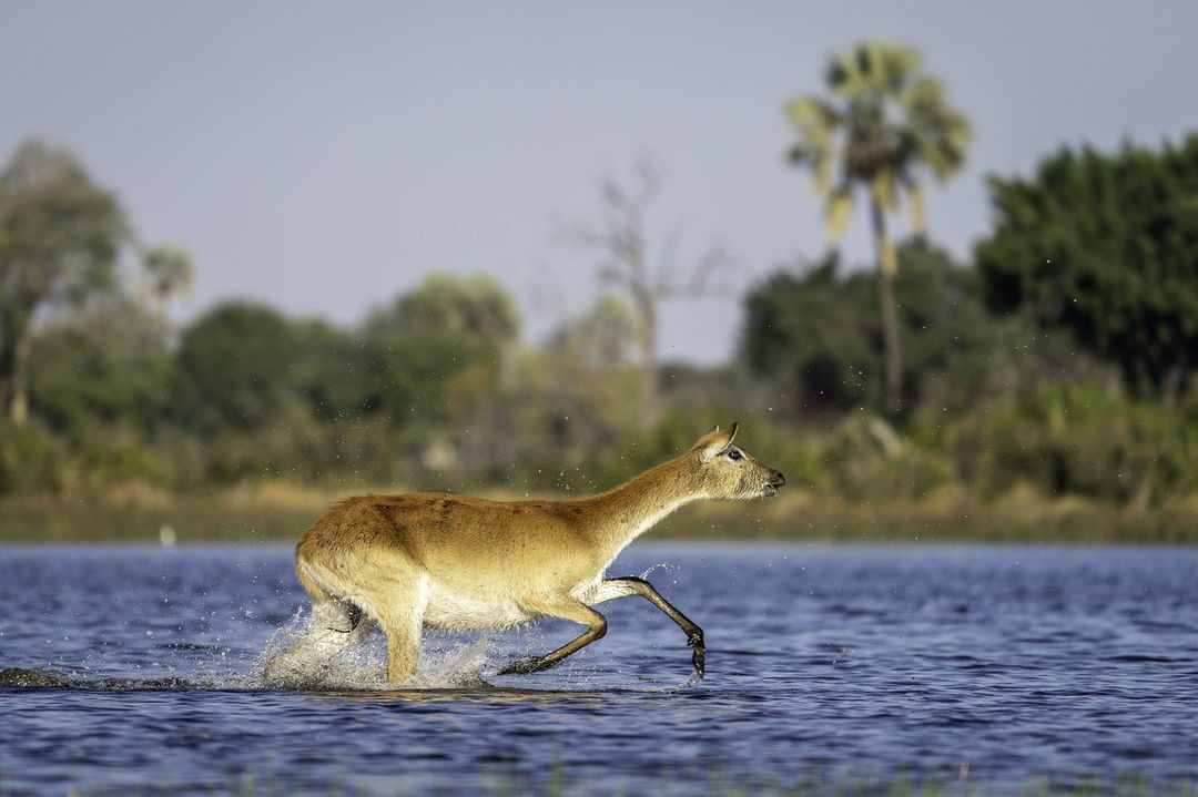 antelope running in Okavango delta water side view by  Jao Camp Botswana